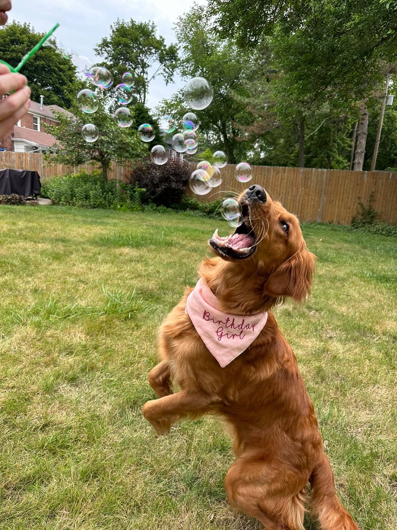 BubbleLick™ Pets Maple Bacon